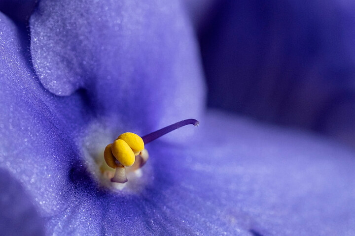 Fotografía macro Fujifilm X-T30