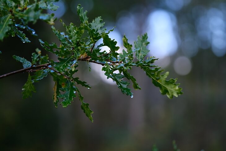 Fujifilm X-T3 sample photo